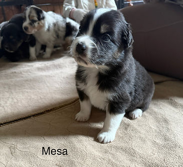 Aussie puppies for Sale in Colorado Springs and Denver