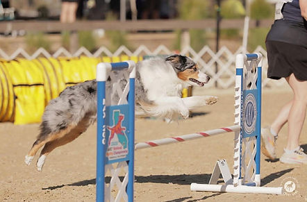 Torch a blue merle agility and performance champion