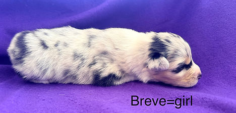 available in Colorado springs and Denver