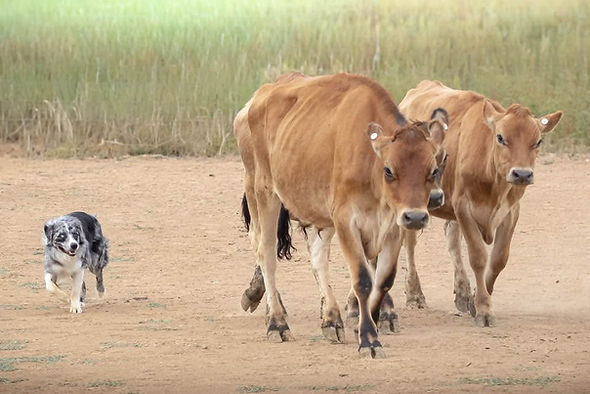 herding champion in Colorado and Belgium