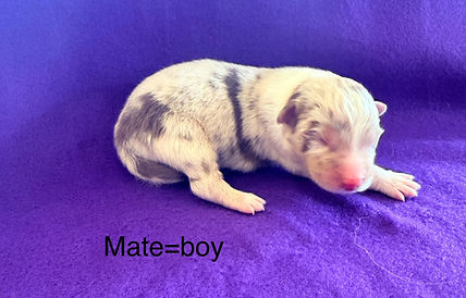 Merle puppies for Sale in colorado Springs and Denver Area