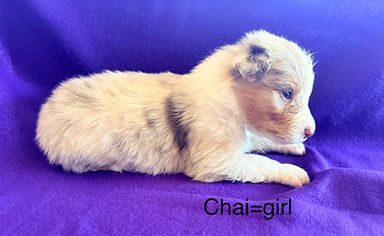 Aussie puppies for sale in Colorado