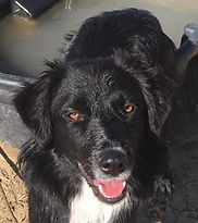 Yasny trialing in Denver/Colorado Springs