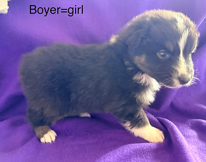 Merle Australian Shepherd puppies for sale in Colorado