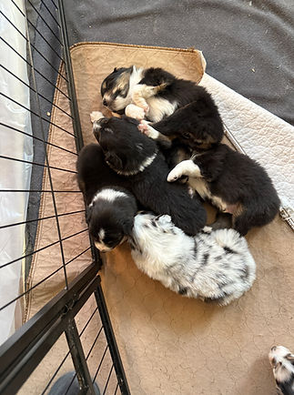 Aussie puppies for Sale in Colorado Springs and Denver
