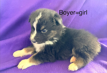Merle Australian Shepherd puppies for sale in Colorado