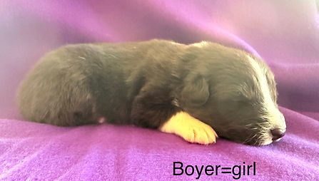 available in Colorado springs and Denver