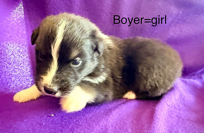 Aussie puppies for sale in Colorado