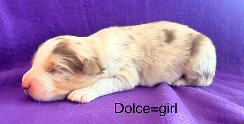 Aussie puppies for sale in Colorado