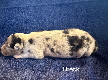 Blue merle puppy for sale in Colorado Springs and Denver area