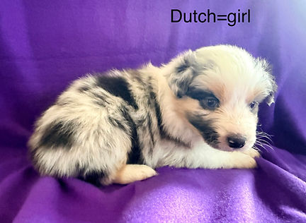 Merle Australian Shepherd puppies for sale in Colorado