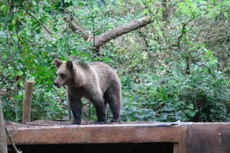 A bear roaming its enclosure at Bristol Zoo Project, showcasing its majestic presence