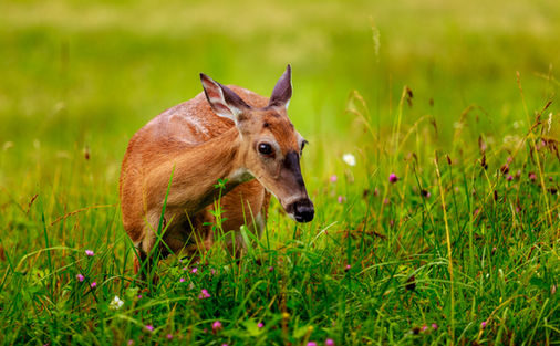 Philippine spotted deer grazing in Bristol Zoo Project, surrounded by lush greenery.