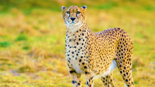 A cheetah prowling gracefully in its enclosure at Bristol Zoo Project, exuding elegance and agility