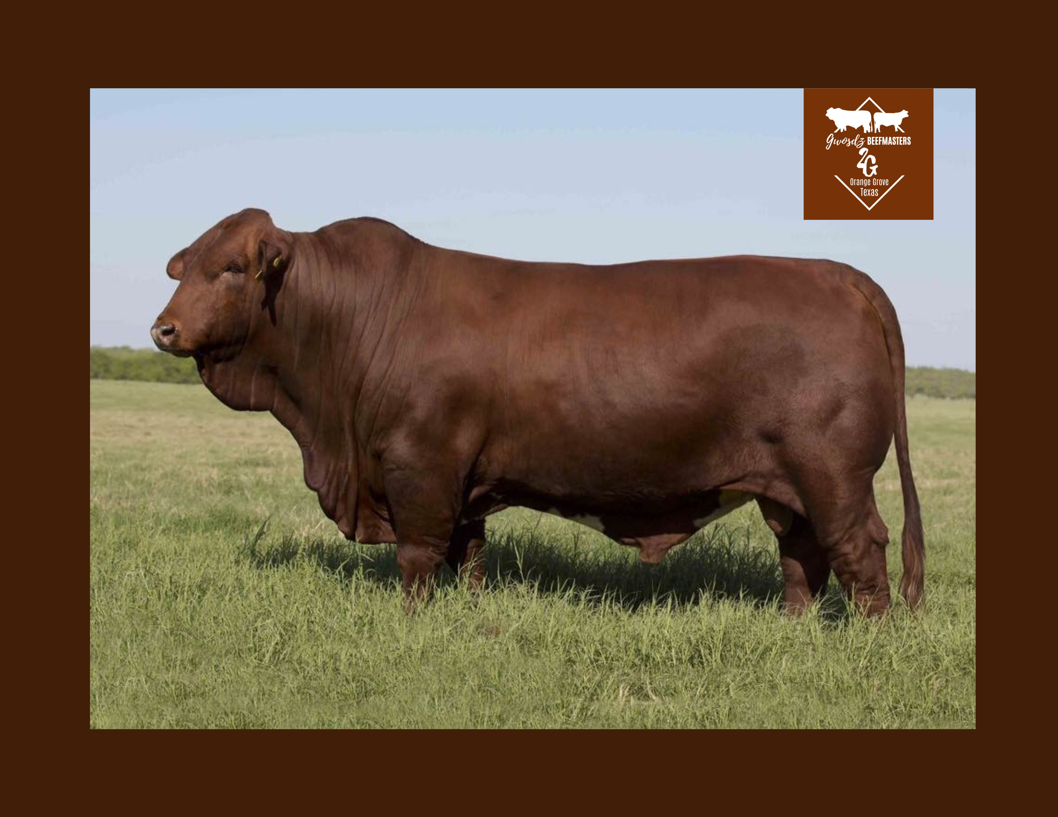 Knockout  - 5 Straw Package