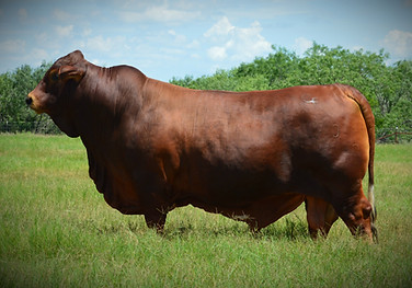 Brenham_edited.jpg