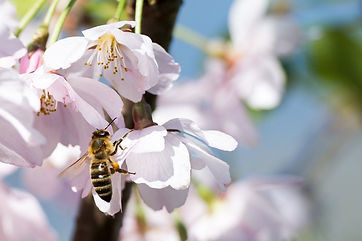bee-bloom-blossom-266648.jpg