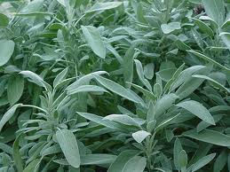 Herbs For Lactation