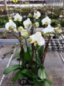 LARGE White 1-2 Flower Young Stage