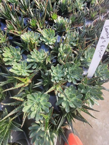 Succulent GARDEN 3 Mix Potted in Hard 6