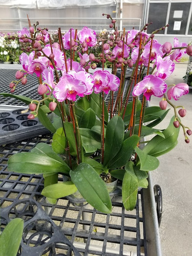 MEDIUM Pink with White 2 Tone Double Spike | Orchidnyc LLC