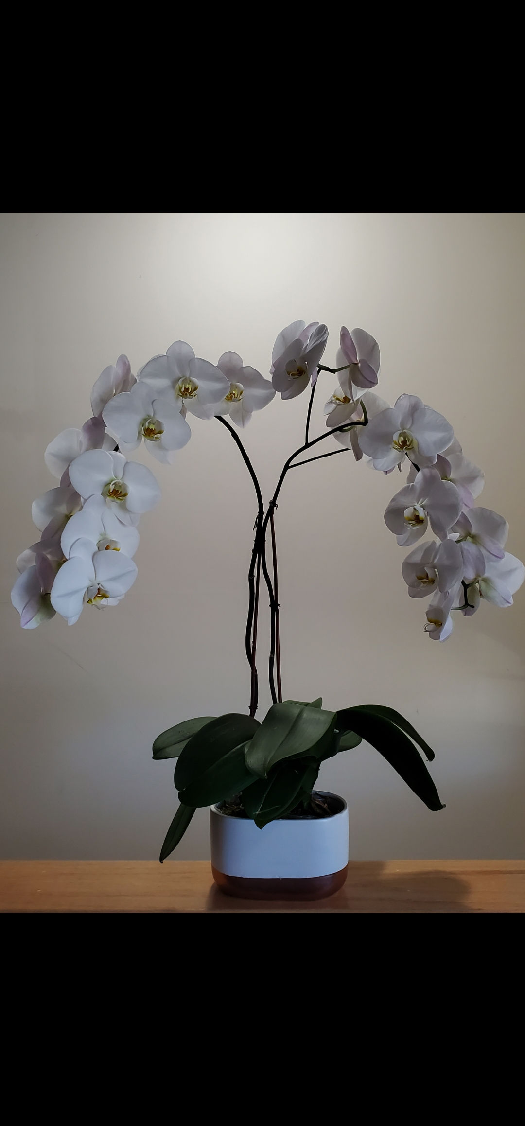 POTTED 2 LARGE White in 8" Ceramic FULLY OPENED