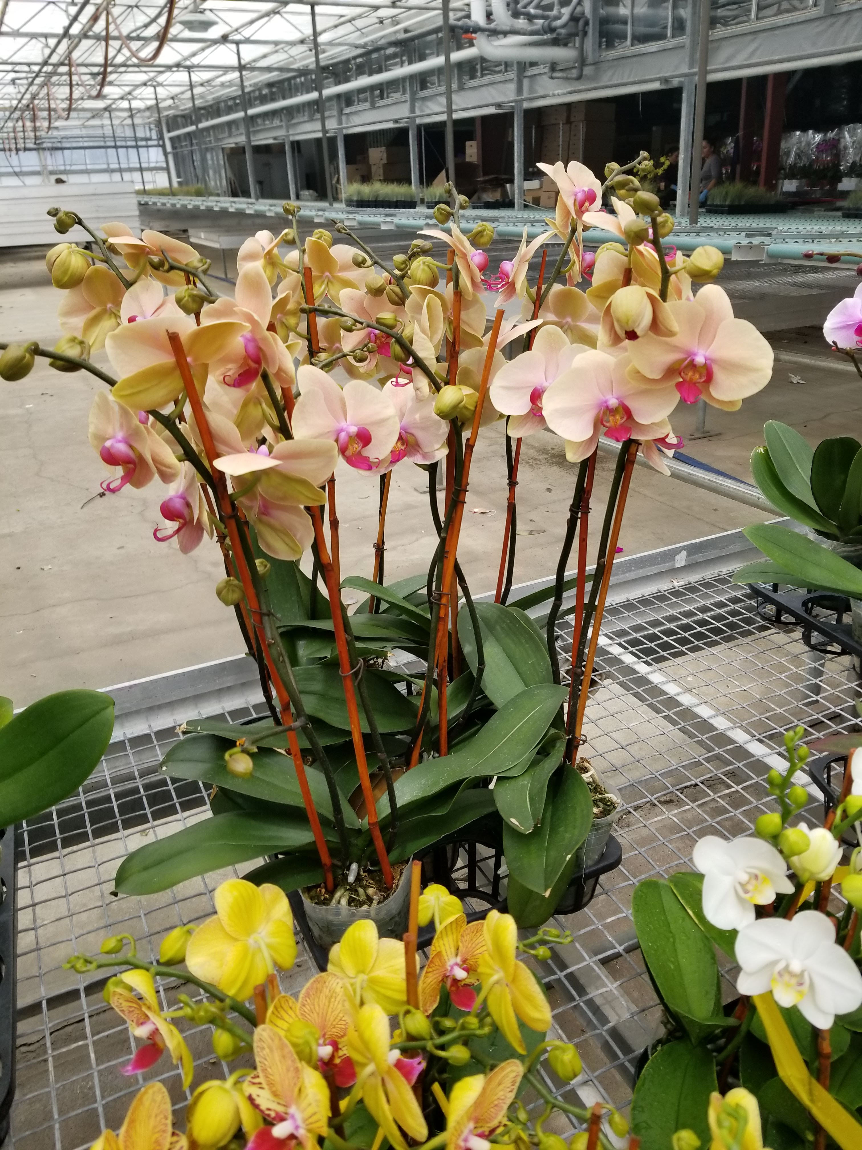 MEDIUM Peach Double Spike