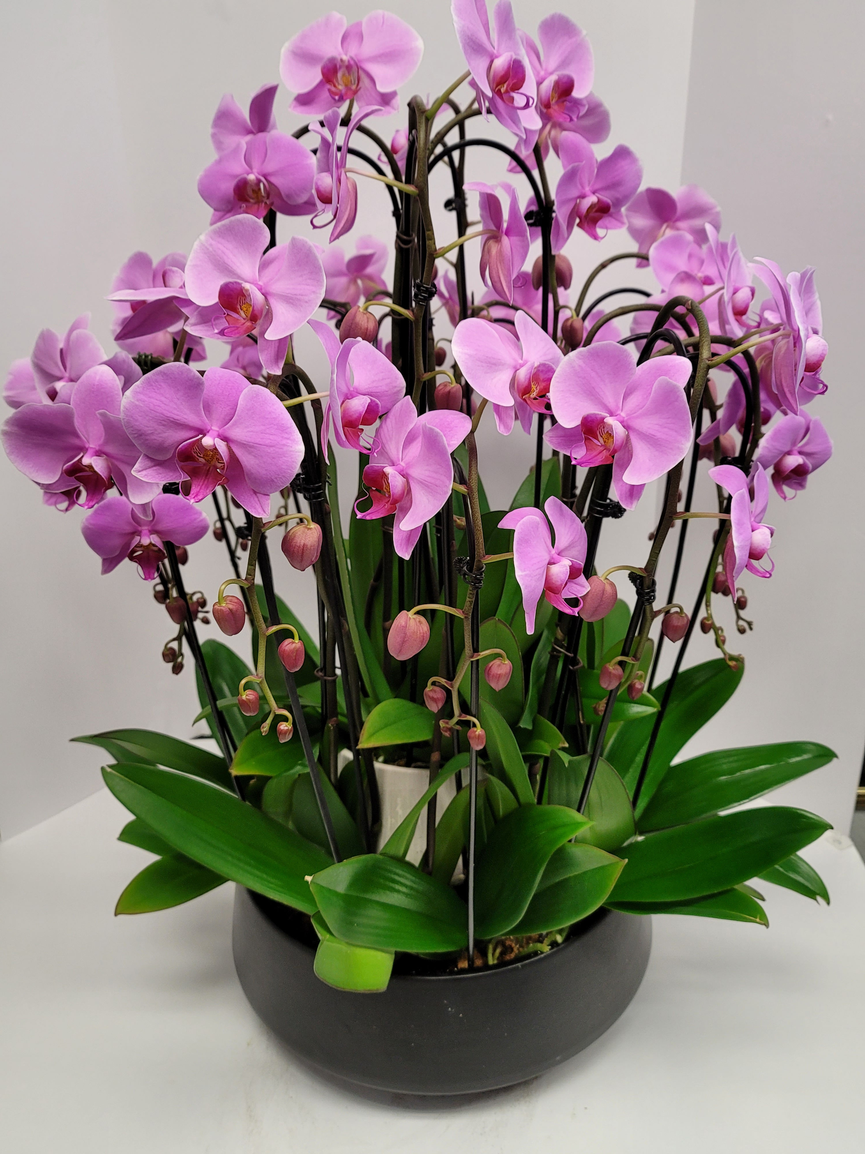 POTTED 12 LARGE Pink Cascading in 14" Ceramic Pot