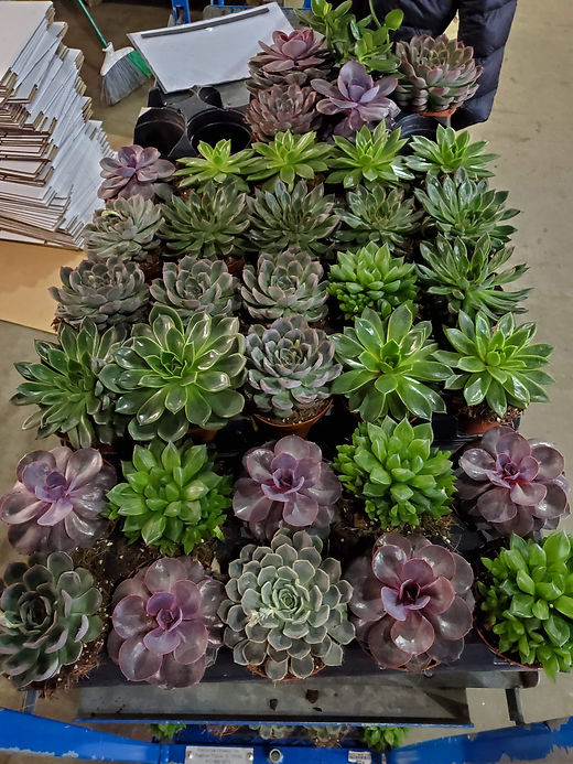 LARGE SUCCULENTS | Orchidnyc LLC