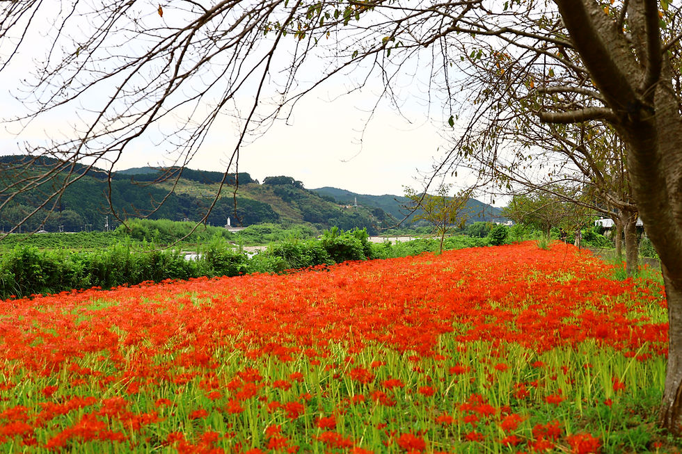 和歌山県上富田町の彼岸花