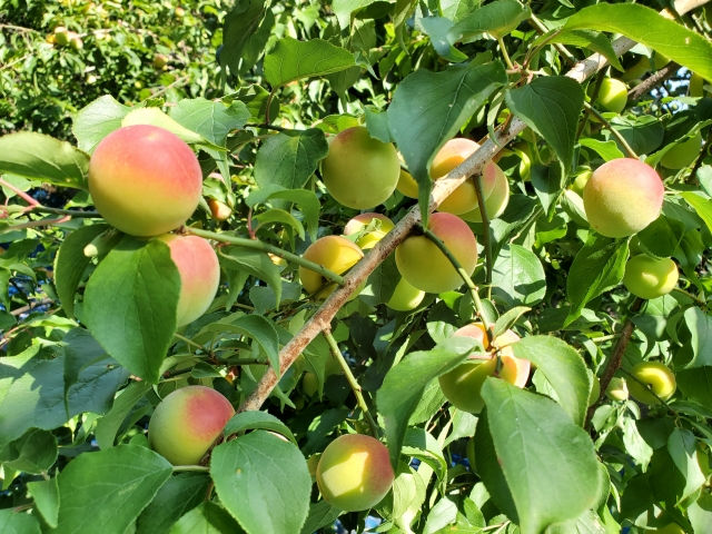 和歌山県田辺市南高梅の木
