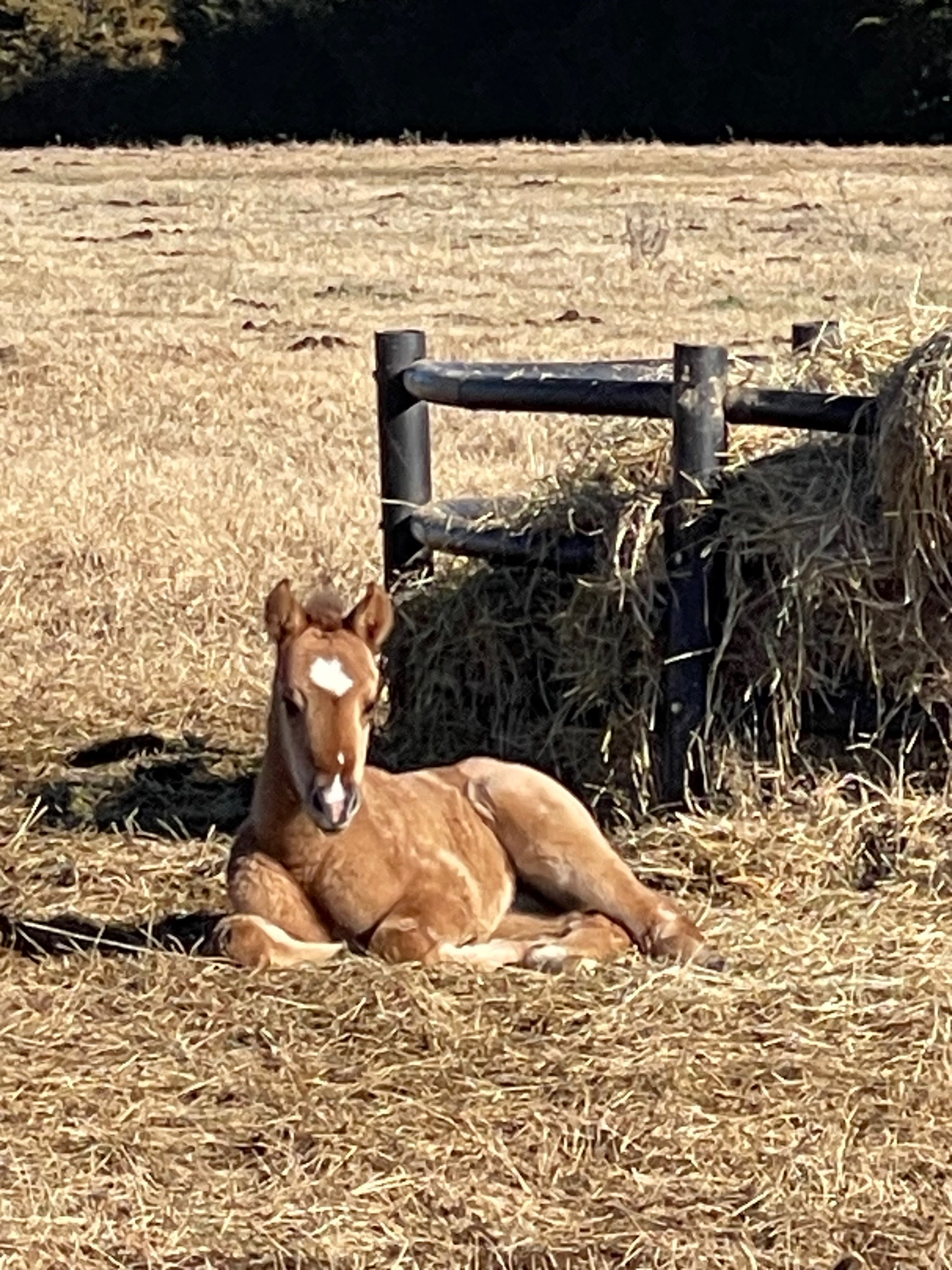 Horses For Sale JNP Horses Hugo, Oklahoma