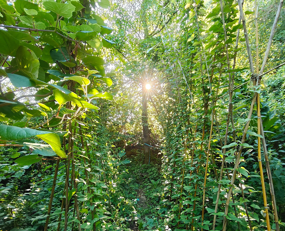 Lichtworteloogstnamiddag - 9 november