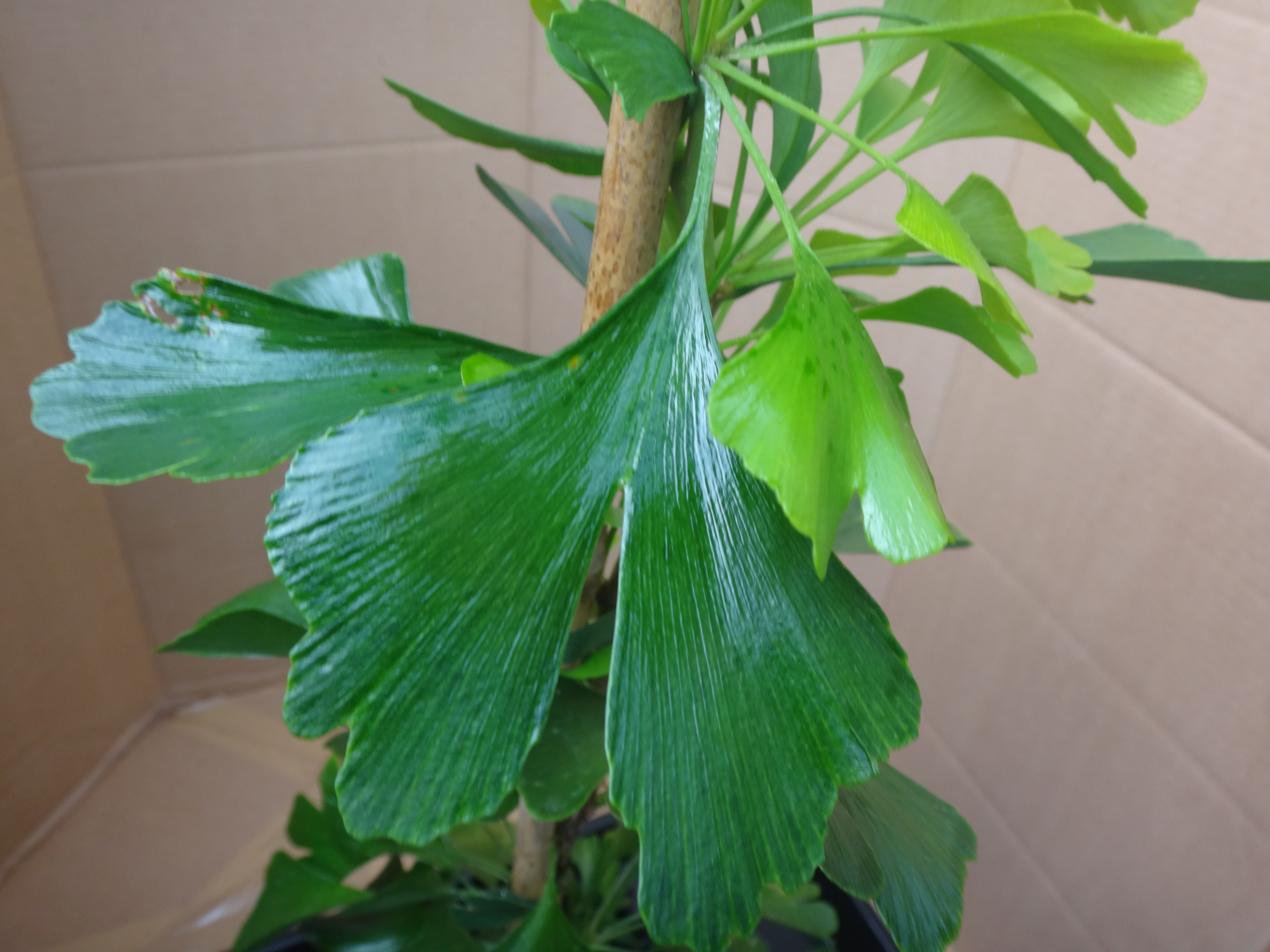 Ginkgo biloba 'Green Pagoda'