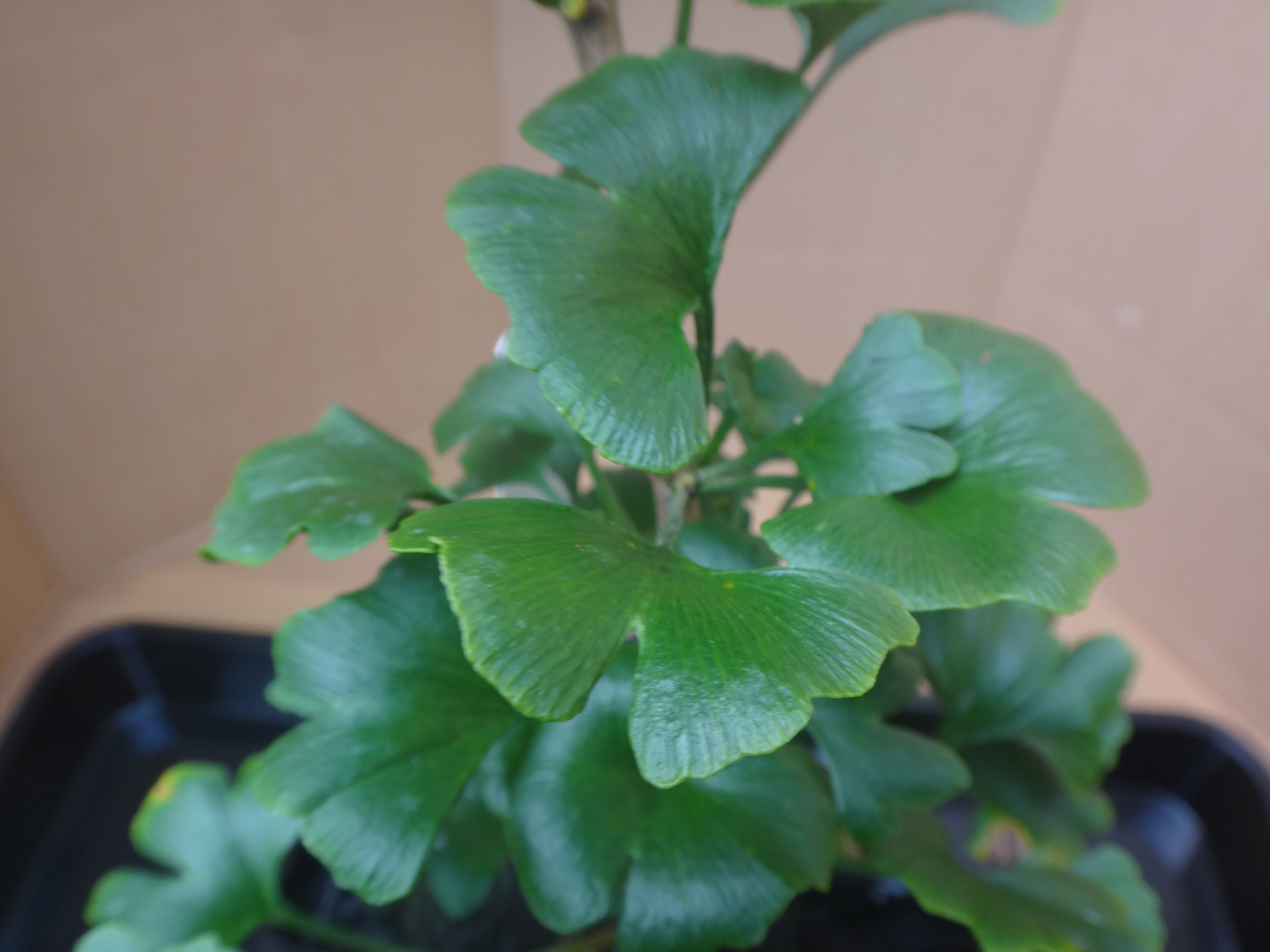 Ginkgo biloba 'Bon’ syn. ‘Chase Manhattan