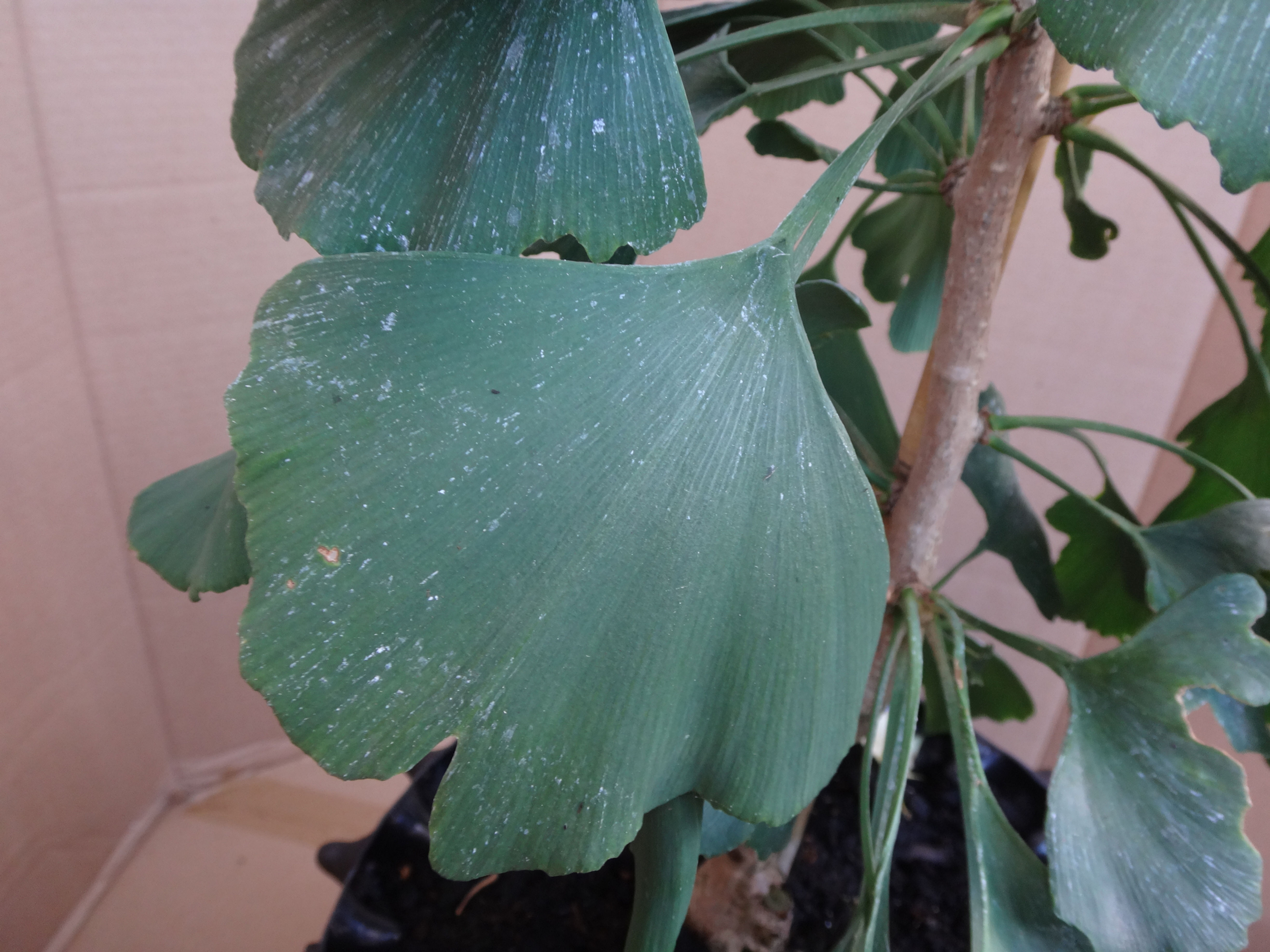 Ginkgo biloba 'Mayfield'