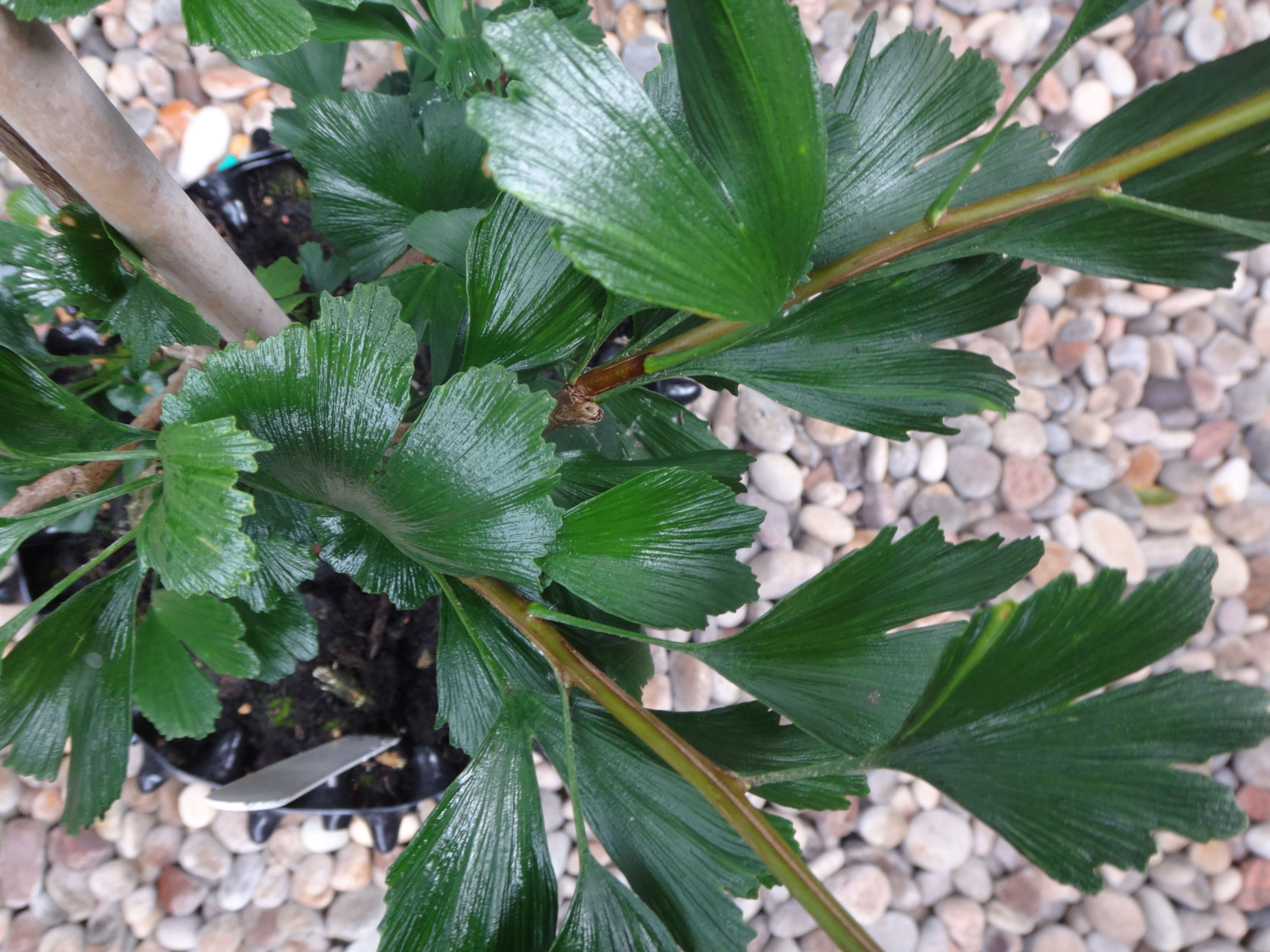 Ginkgo biloba 'Menhir' MENHIR®