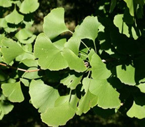 Ginkgo biloba 'Windover Gold'
