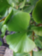 Thumbnail: Ginkgo biloba  ‘Santa Cruz’ Syn. ‘Umbrella’ Note