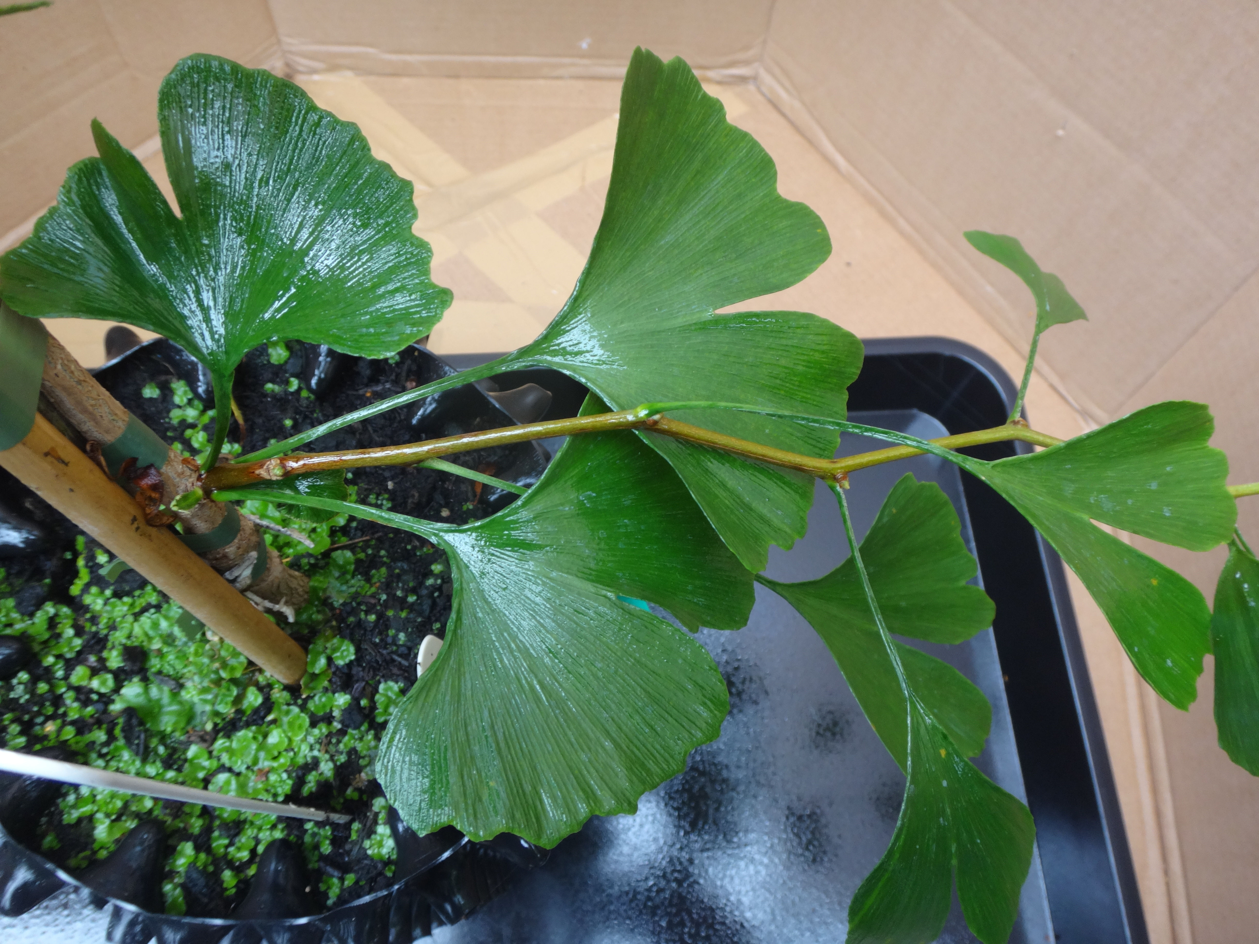 Ginkgo biloba 'Ross Moore'