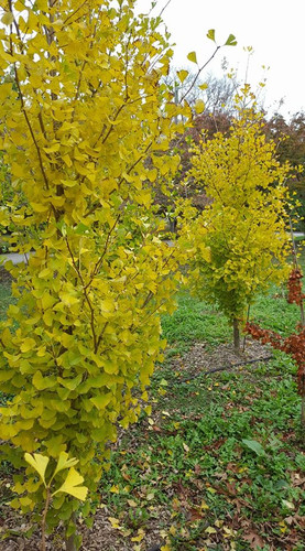 Ginkgo biloba 'Grindstone' Syn. Ginkgo biloba Grindstone