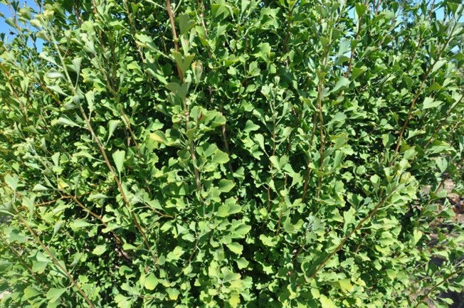 Ginkgo biloba ‘Nory‘s’