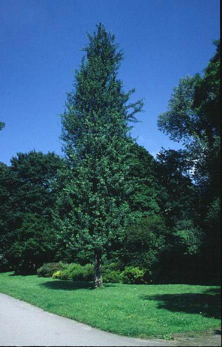 Thumbnail: Ginkgo biloba 'Tremonia'