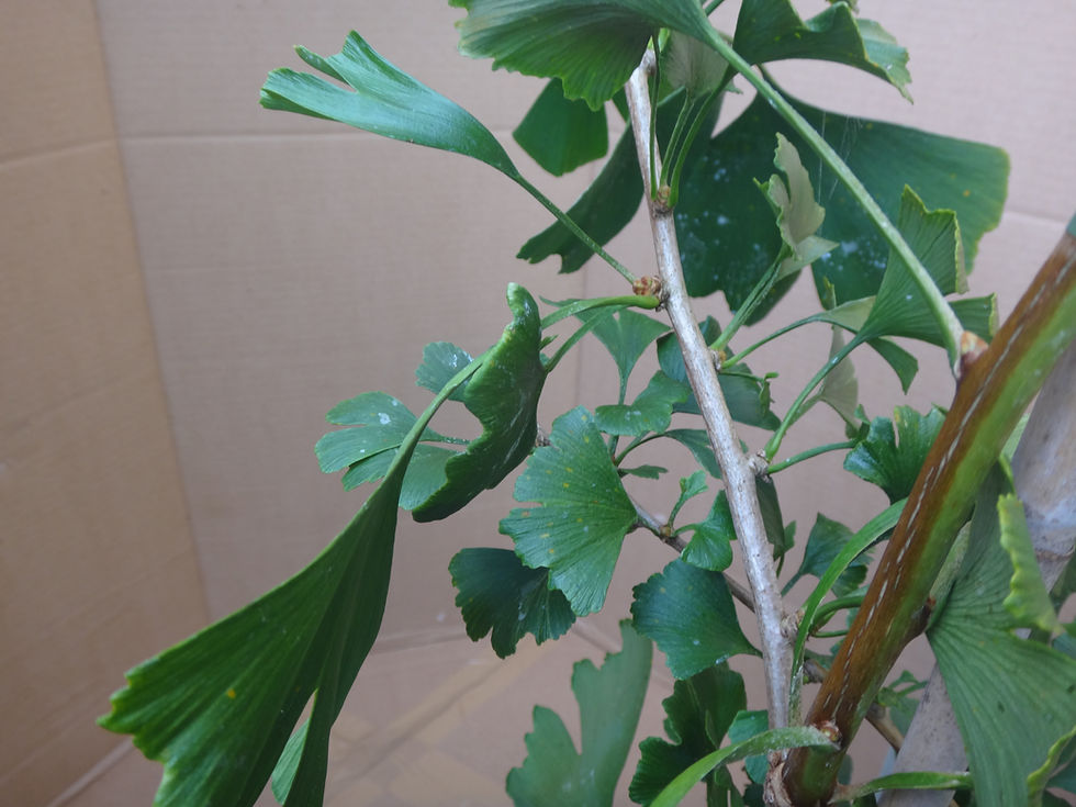 Ginkgo biloba 'Weeping Wonder' Syn. 'Mutant Weeper'