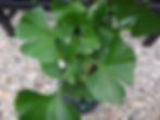 Thumbnail: Ginkgo biloba  ‘Santa Cruz’ Syn. ‘Umbrella’ Note