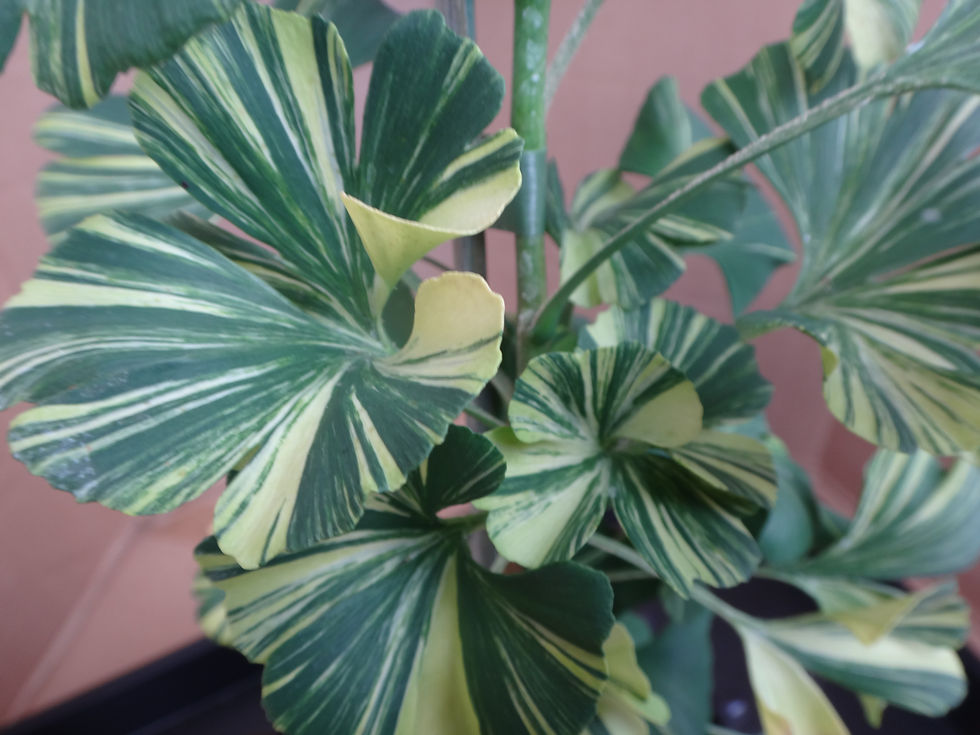 Thumbnail: Ginkgo biloba 'Everton Lights'