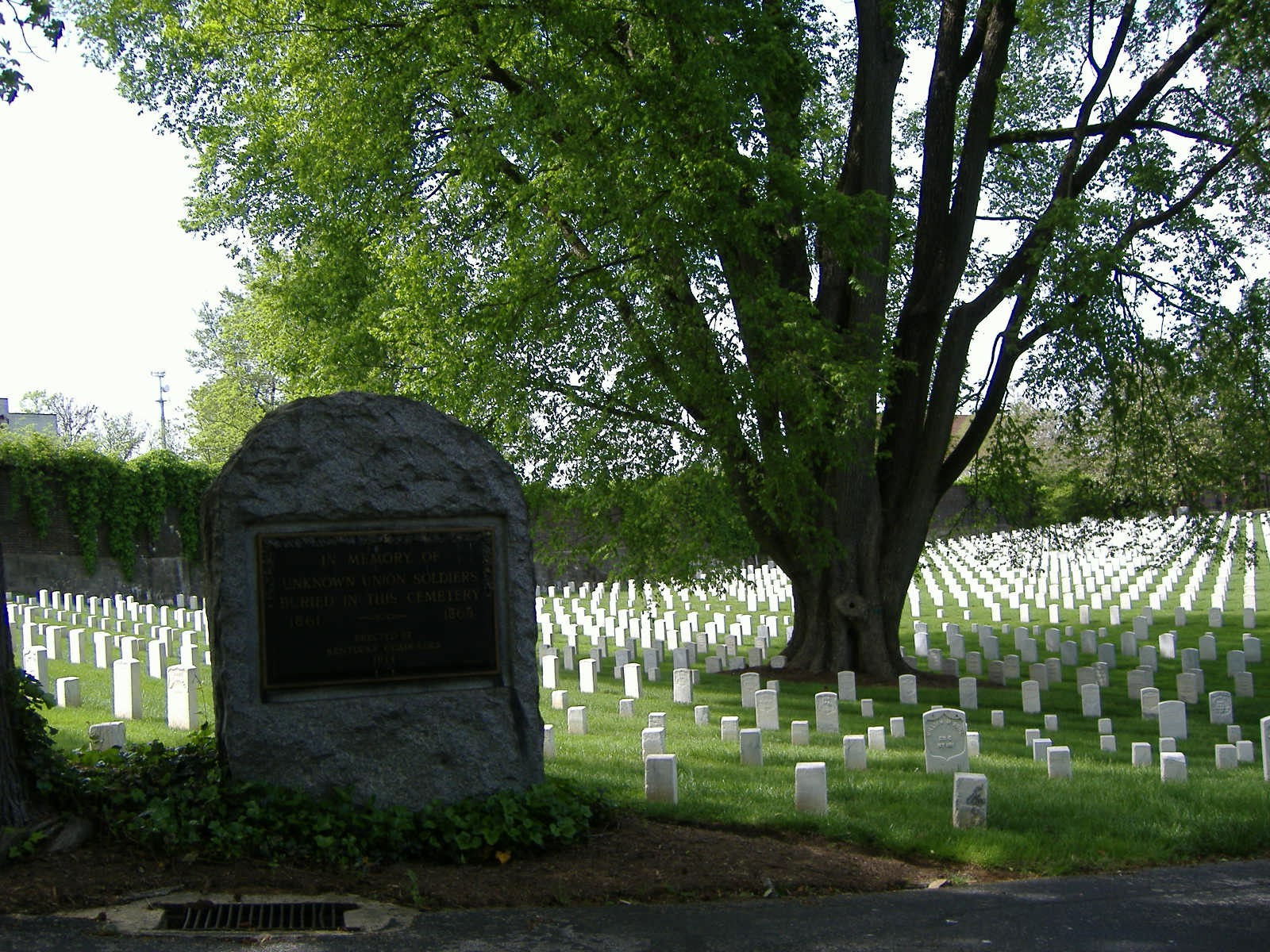 Ginkgo biloba 'Cave Hill'