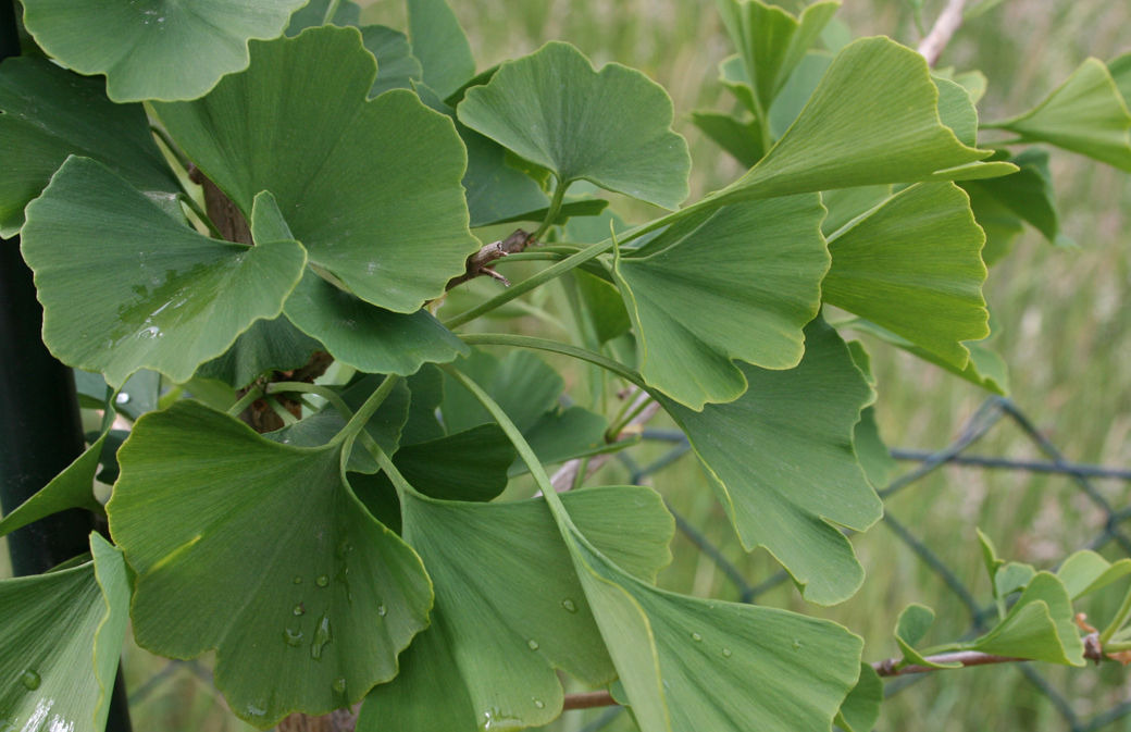 Ginkgo biloba 'Sotaju'