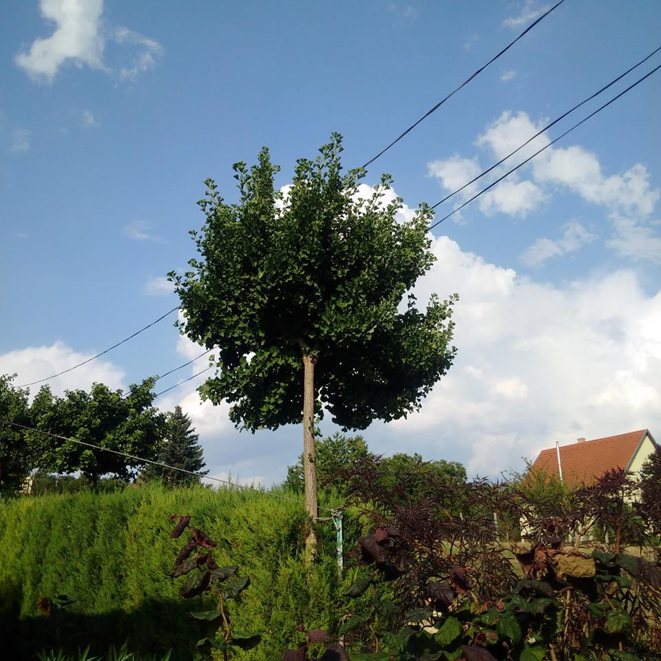 Thumbnail: Ginkgo biloba 'Mariken' (2 Litre pot, larger plants)