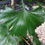 Thumbnail: Ginkgo biloba 'Pendula Gruga’